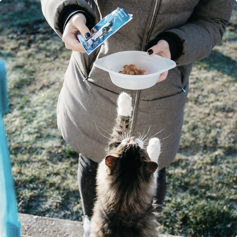 Pet food packaged in stand-up pouches beside a pet
